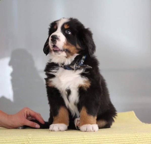 bovaro del bernese con pedigree enci