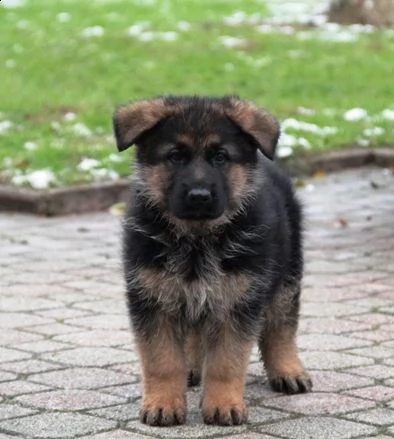 regalo cuccioli pastore tedesco maschio e femmina