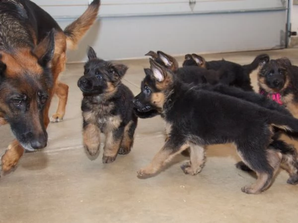 regalo cuccioli pastore tedesco maschio e femmina