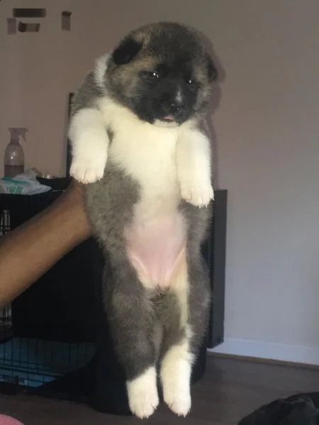 regalo cuccioli di akita inu 