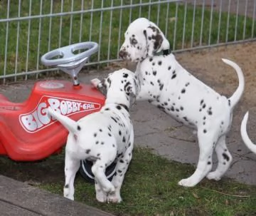 regalo dalmata cuccioli disponible per l'adozione abbiamo