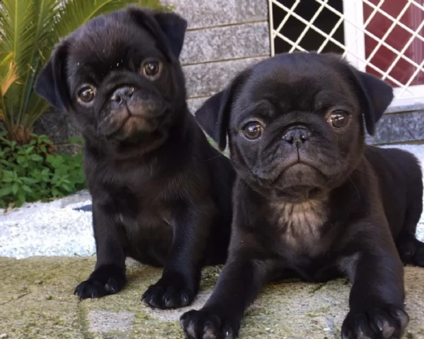 regalo cuccioli di carlino maschio cerca femmina