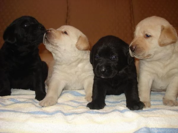 regalo labrador cuccioli disponibile per l'adozione..