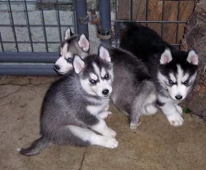 regalo cuccioli di husky siberiano  maschi e femmina.  