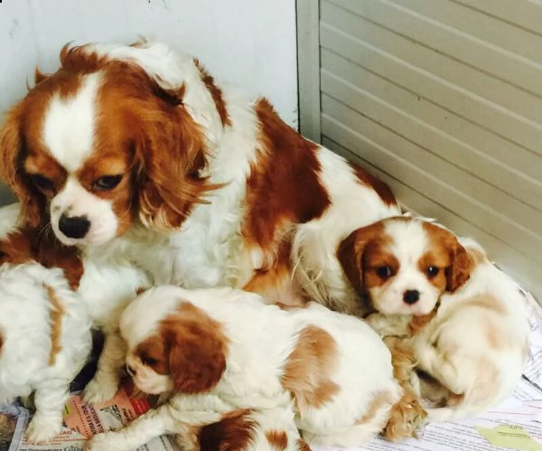 cavalier king cuccioli bicolore