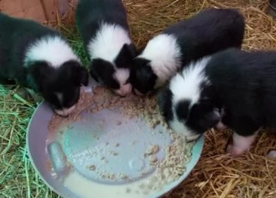 cuccioli di border collie.