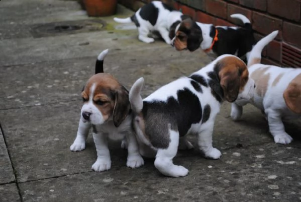 regalo cuccioli di beagle femminucce e maschietti 