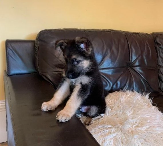 cuccioli di bianco pastore tedesco | Foto 2