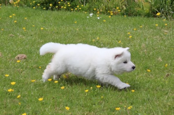 cuccioli di bianco pastore tedesco | Foto 1