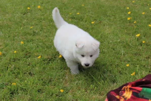 cuccioli di bianco pastore tedesco | Foto 0