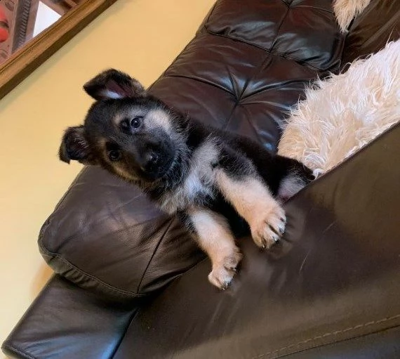 cuccioli di bianco pastore tedesco