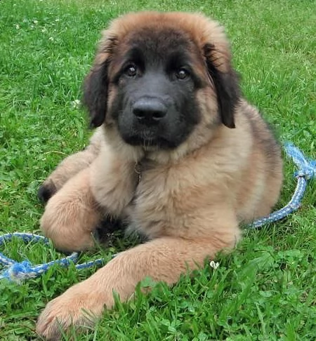 cuccioli leonberger disponibili per l'adozione.