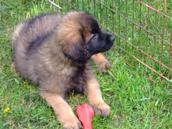 cuccioli leonberger disponibili per l'adozione. | Foto 0