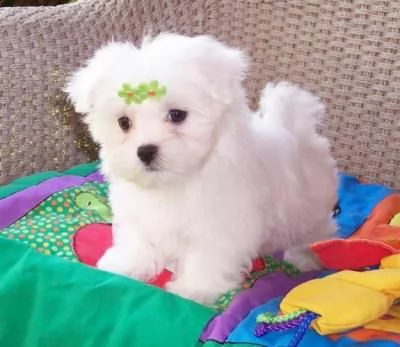 regalo : adorabili cuccioli di maltese toy