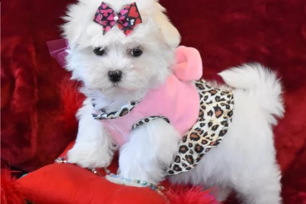 cuccioli di maltese .,