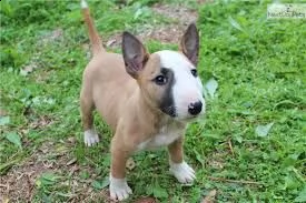 cucciolo di bull terrier tenerissimi intrigantissimi e buonissimi di 70 giorni sia maschi che femmin