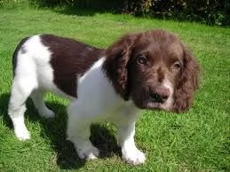 cucciolo di springer spaniel tenerissimi intrigantissimi e buonissimi di 70 giorni sia maschi che fe