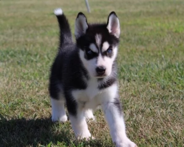 cuccioli razza siberian husky occhi blu