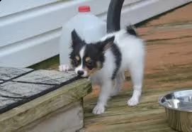 cucciolo di papillon tenerissimi intrigantissimi e buonissimi di 70 giorni sia maschi che femmina ot