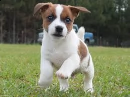 cucciolo di jack russel tenerissimi intrigantissimi e buonissimi di 70 giorni sia maschi che femmina