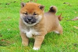 cucciolo di shiba inu tenerissimi intrigantissimi e buonissimi di 70 giorni sia maschi che femmina o