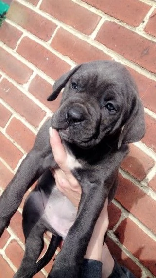 cane corso cuccioli maschio e femmina