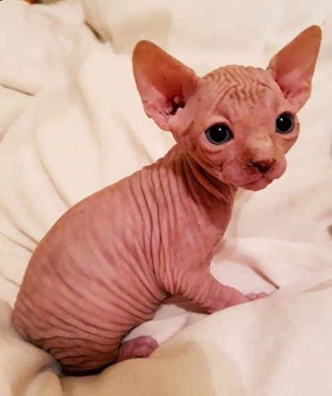 canadian sphynx maschi e femmin