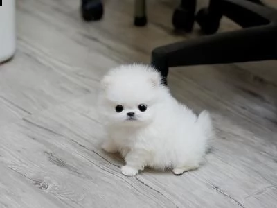 regalo bellissimi cuccioli di volpino pomerania