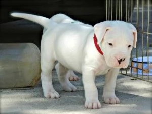 regalo regalo dogo argentino cuccioli