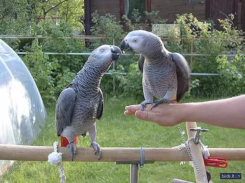 incredibili pappagalli africani grigi | Foto 0