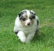 cucciolo di australian sherpherd tenerissimi intrigantissimi e buonissimi di 70 giorni sia maschi ch