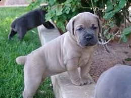 cucciolo di cane corso tenerissimi intrigantissimi e buonissimi di 70 giorni sia maschi che femmina 