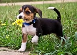 cucciolo di beagle tenerissimi intrigantissimi e buonissimi di 70 giorni sia maschi che femmina otti