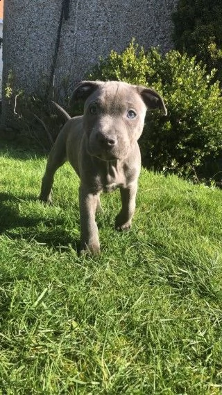 cuccioli amstaff