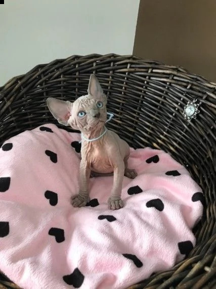 razza pura sphynx | Foto 0