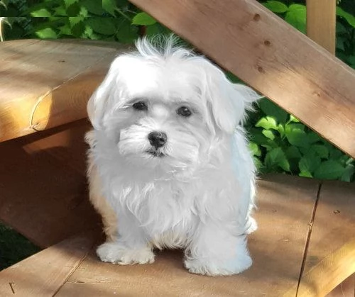 cuccioli di maltese mini toy