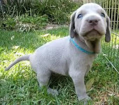 cucciolo di weimaraner tenerissimi intrigantissimi e buonissimi di 70 giorni sia maschi che femmina 