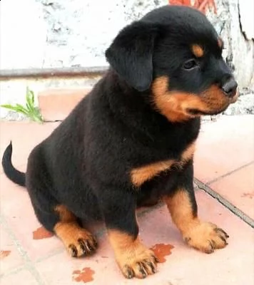 rottweiler cuccioli