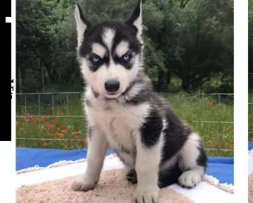 cuccioli di siberian husky