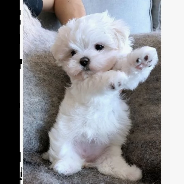 cuccioli di maltese mini  !!