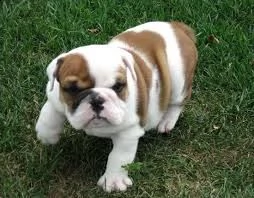 cucciolo di bulldog tenerissimi intrigantissimi e buonissimi di 70 giorni sia maschi che femmina ott