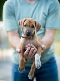 cucciolo di rhodesian ridgeback tenerissimi intrigantissimi e buonissimi di 70 giorni sia maschi che