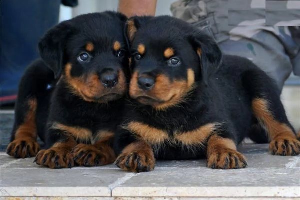 regalo cuccioli di rottweiler maschio e femmina!!