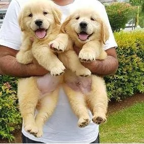 regalo golden retriever cuccioli per l'adozione