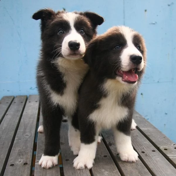  border collie cuccioli disponibili per l'adozione