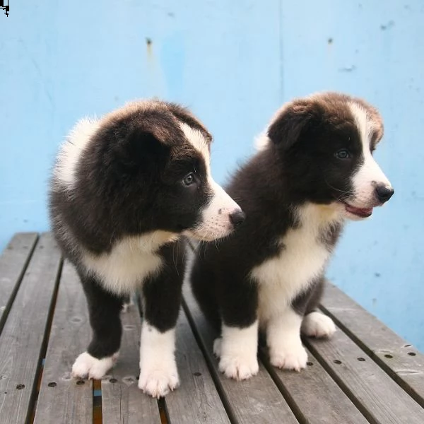  border collie cuccioli disponibili per l'adozione | Foto 0