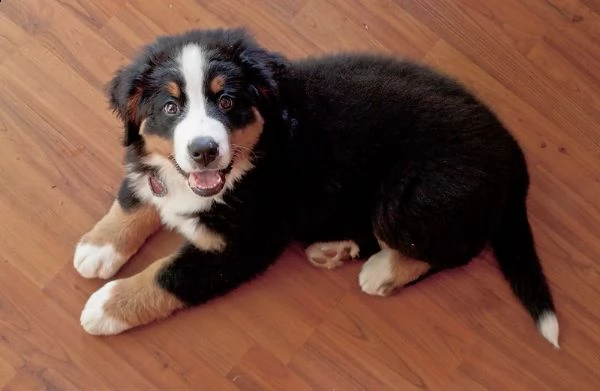  bovaro  del bernese cuccioli disponibili per l'adozione