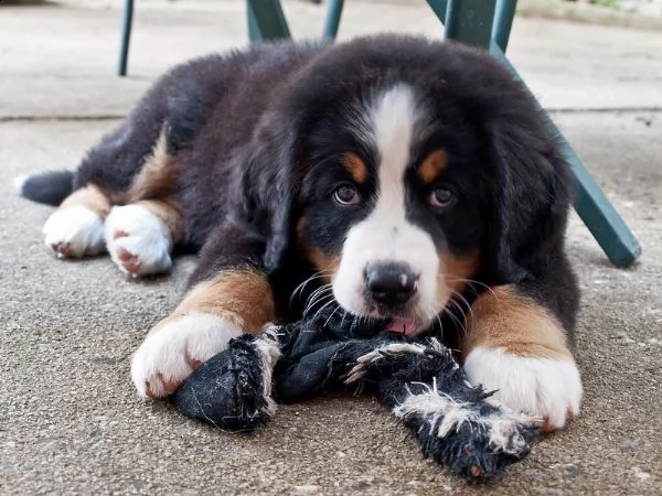  bovaro  del bernese cuccioli disponibili per l'adozione | Foto 0