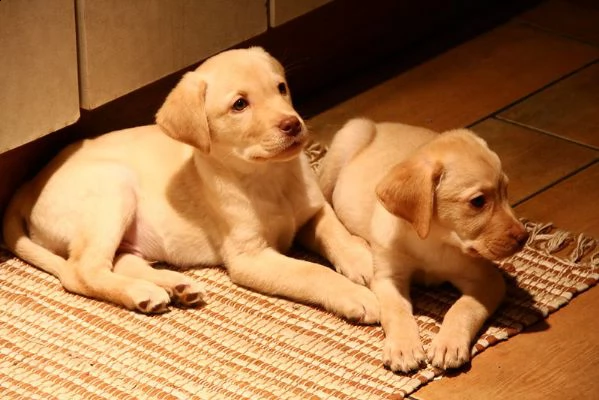  labrador cuccioli disponibili per l'adozione