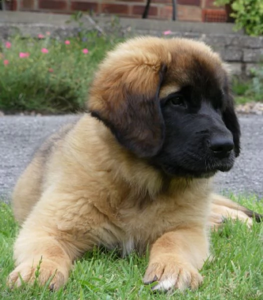  leonberger  cuccioli disponibili per l'adozione